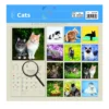 KOLEDAR CATS MUCE GALERIJA